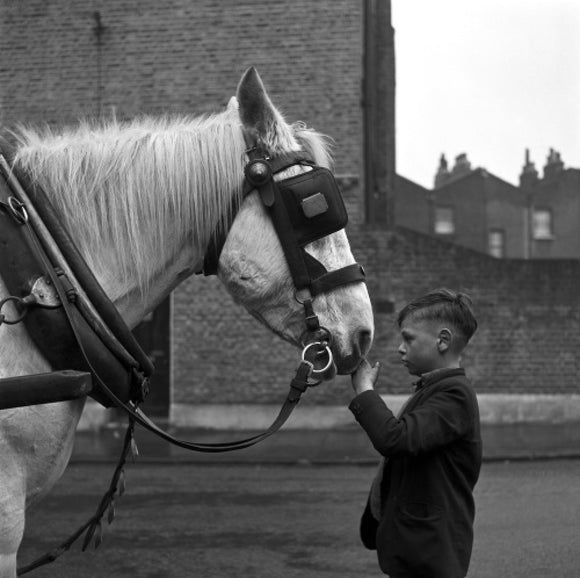 A young boy strokes horse. c.1955